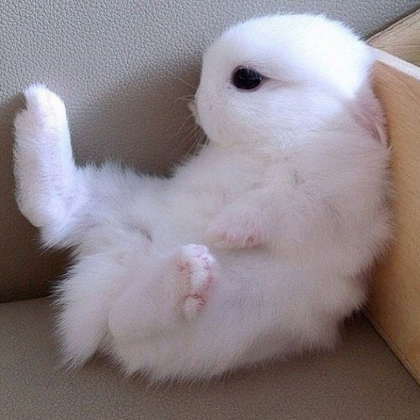 Вероника Шекланова