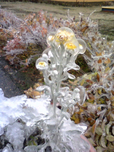 Элита Якупова