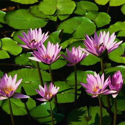 Дарья Соколик