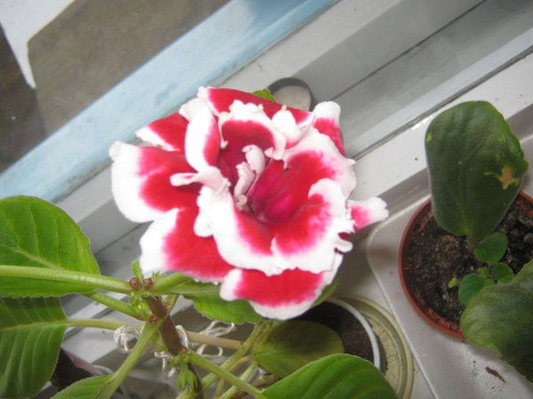 Татьяна Салистая