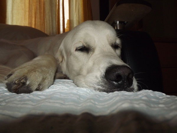 Димон Квасков