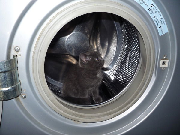 Анна Горохова