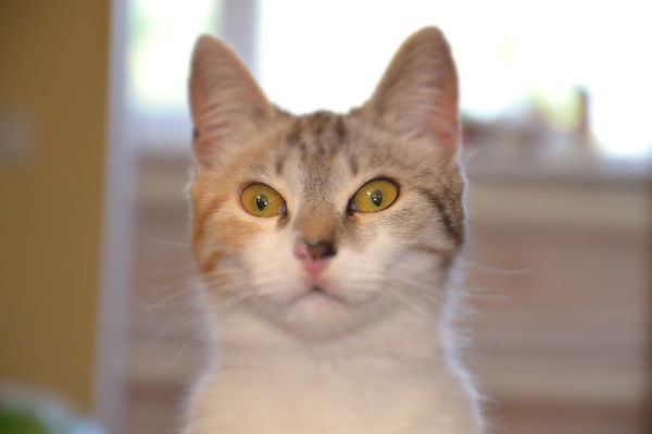 Инна Одинцова (Супрунова)