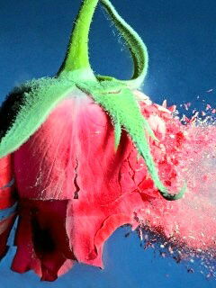 Светлана Васина