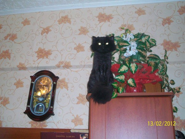 Александра Горохова