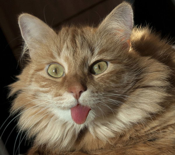 Котофей Сергеевич