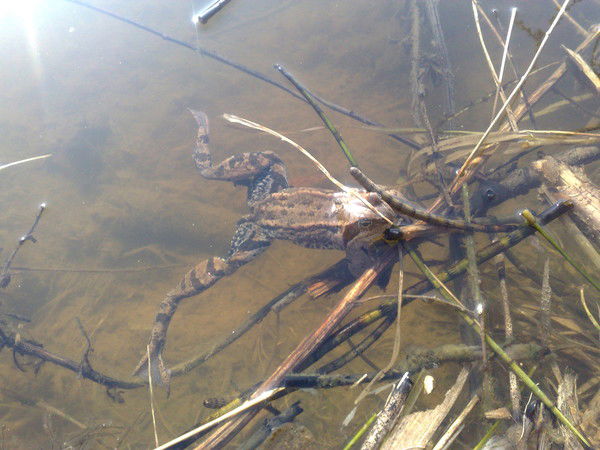 Сергей Пранцузов