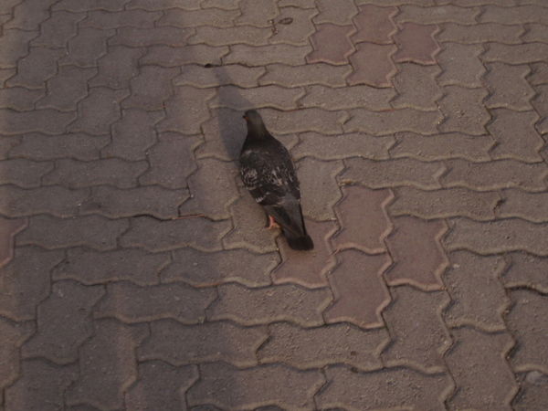 Анастасия Грабарева