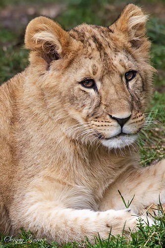 Елена Скорикова