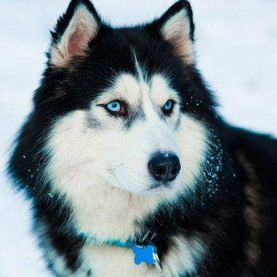 Коля Пепеляев