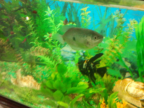 Танюшечка ****