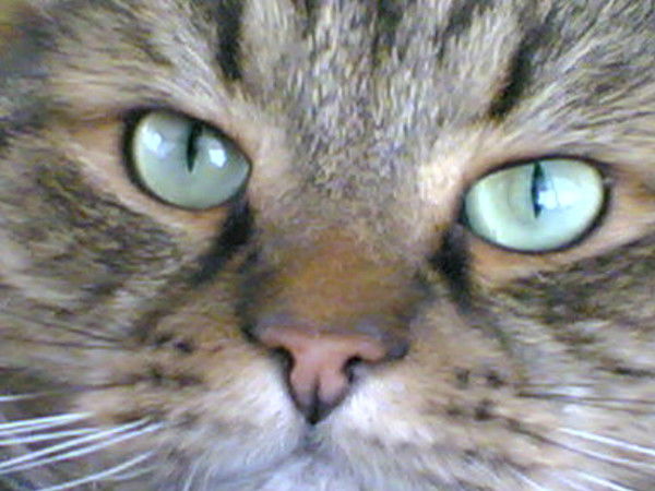 Ольга Воронина