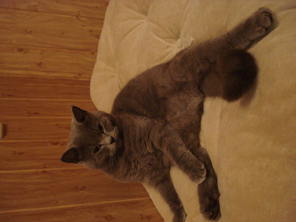 Владимир Сабивчак