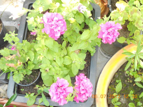 Татьяна Вольнова