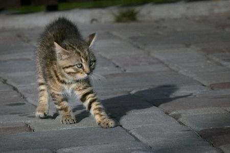 Cемен Пирогов