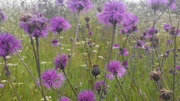 Вера Никкари