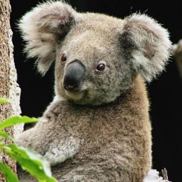 Алёна И Владимир Макаркины