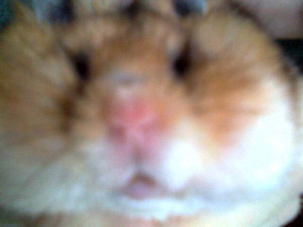 Денес Добрек