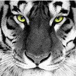 Алексей Денисов