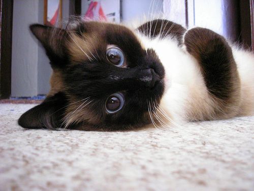 Илюза Ишматова