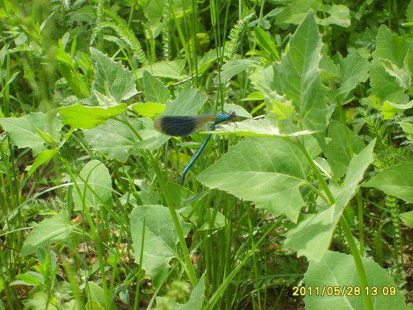 Светлана Лычагина