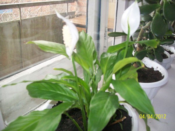 Наталья Юдина (Корюкина)