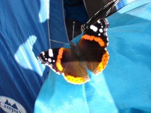 Елена Сурова