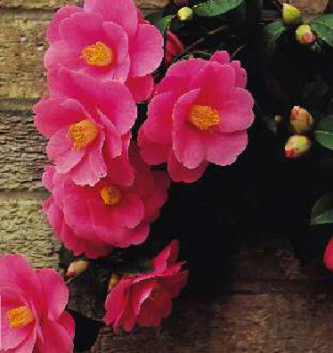 Надежда Завадская