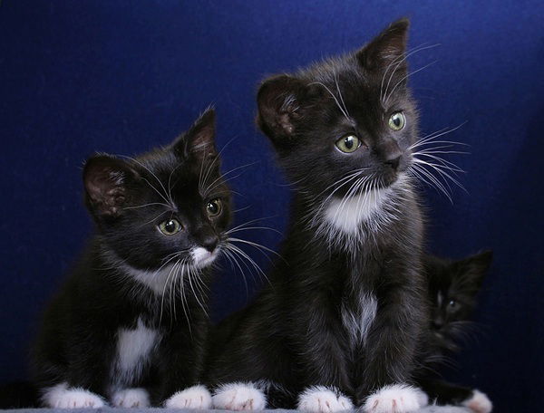 Ольга Пешехонова