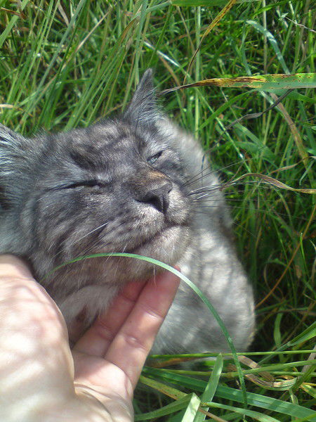 Владимир Горохов