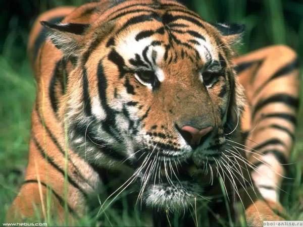 Вячеслав Чуриков