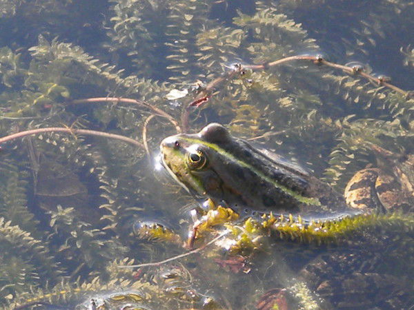 Cамат Урмантаев