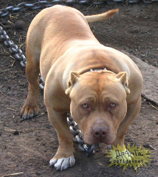 Сергей Андрейко