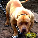 Сергей Андрейко