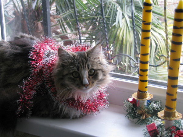 Неизвестно Неизвестно