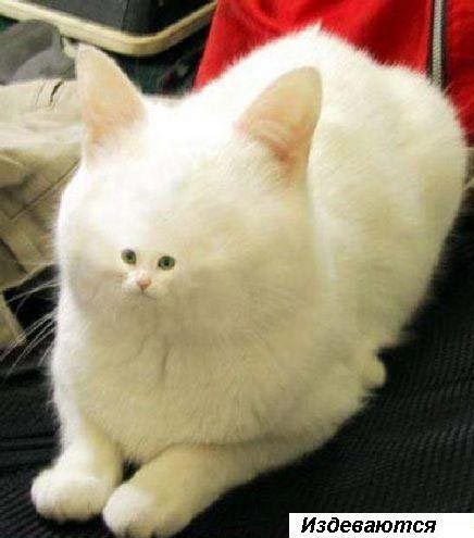 Слава Брылёв