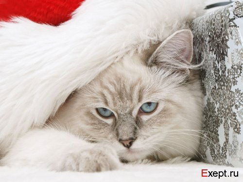 Игорь Петров