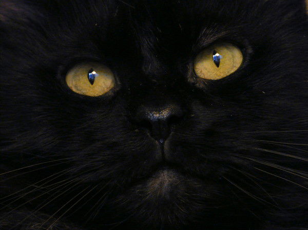 Николай Гудуков