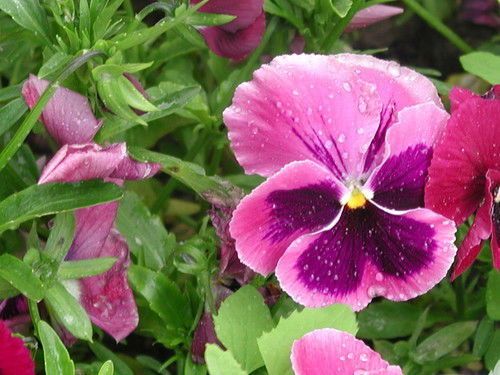 Елена Степина