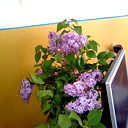 39 Омарова
