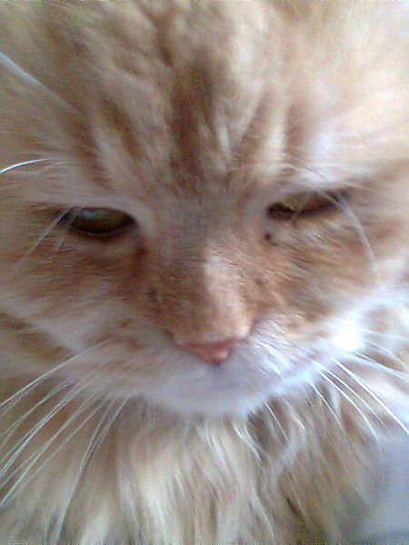 Ольга Пшеничникова