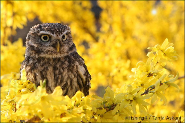 Галина Абрамова