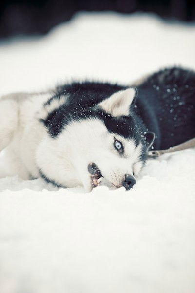 Анна Ромашкинна