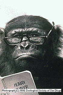 Тимур Арипжанов