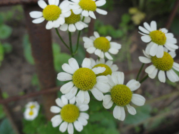 Настя Павлова