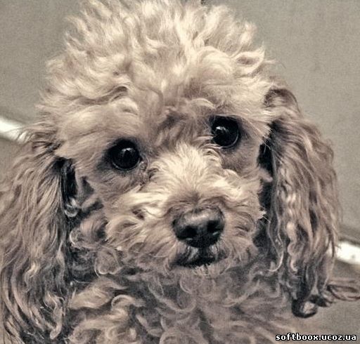 Галина Харламова