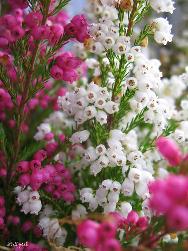 Елена Вдовенкова