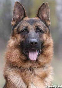 Кирилл Акименко