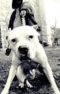 Чулпан Халимов