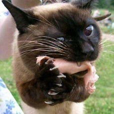 Михаил Семёнов